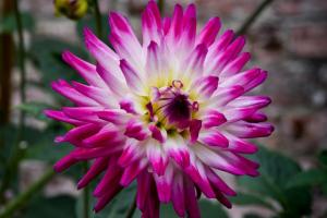 Cactus Dahlia - teretulnud igal aed. Omadused kasvatamise ja hooldamise