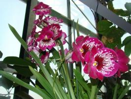 Care orhidee Milton kodu