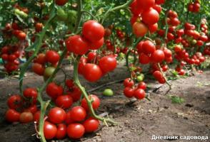Millal ja kuidas eemaldada lehed tomat