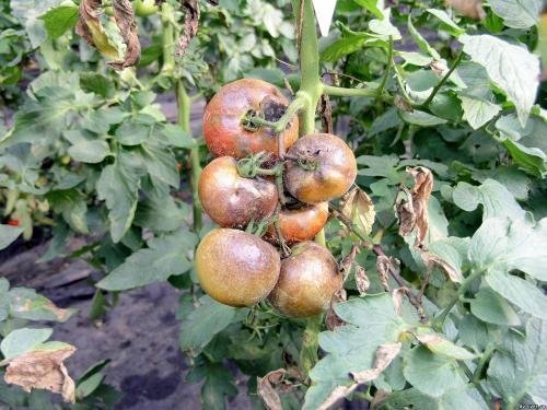 Tomat bush kahjustatud Phytophthora
