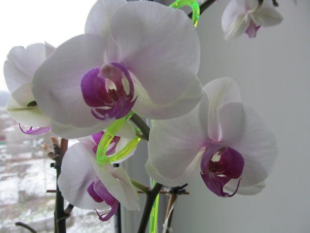 Valge ja lilla lemmik lõhnad, ja nüüd, kui aken on lumi. Phalaenopsis - toalilled, mis võivad õitsema talvel!