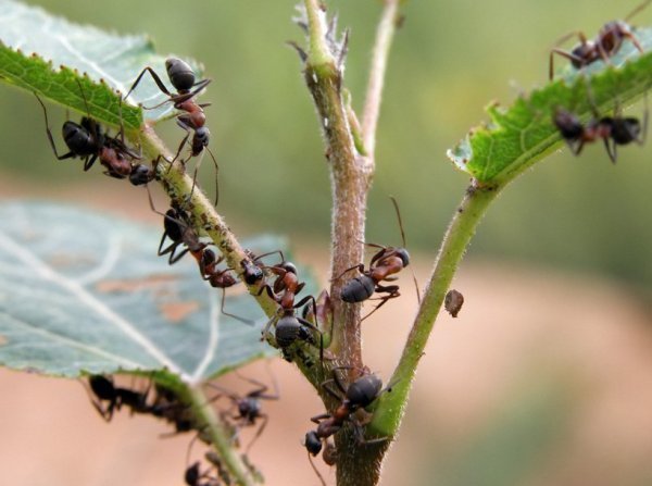 Nad ei ole koht meie veebilehel! Fotod agronomu.com