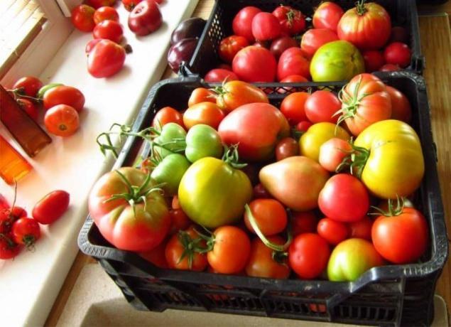 Valmivad tomatid (fermilon.ru)