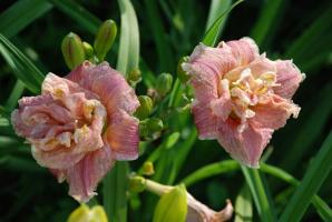 Top 5 parima kaasaegse sorte daylilies