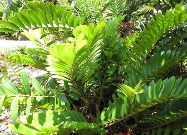 Zamioculcas looduses