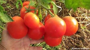 Suurendada saagikust ja arvu munasarjad tomatid