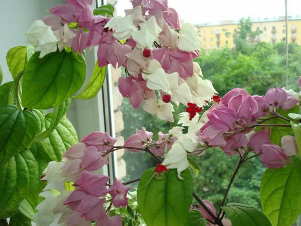 Alguses võib tunduda, et foto - 2 või isegi 3 erinevat taime. Aga see on viga: foto - üks eksemplar clerodendrum Thompson. Foto: Yandex. pildid