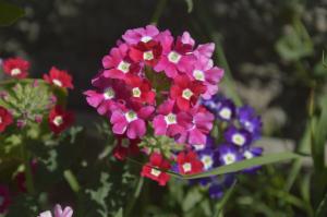 Verbena - ilus lill meeldiva lõhna, mille eest saab vaevalt hoolitseda