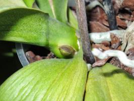 Erinevused orhidee root jalakesega