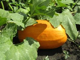 Laiendada vilja squash kuni oktoobrini (tehes teist aastat)