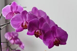 Kollased lehed orhidee? Hmm. 💫 miks ja mida tuleb võtta meetmeid taimetervise