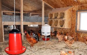 Winter coop: kuidas luua optimaalsed tingimused munakanade