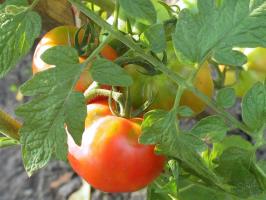 Tomati kannatuslille-2. Mida peaks tomatid augustis
