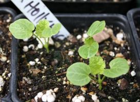 Kasvatamine Malva seeme: kuidas ja millal taim