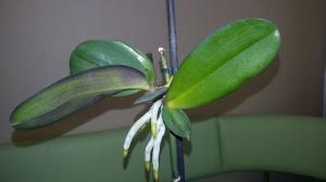 Kuidas siirdamisprotsessis orhideed tüvirakkude