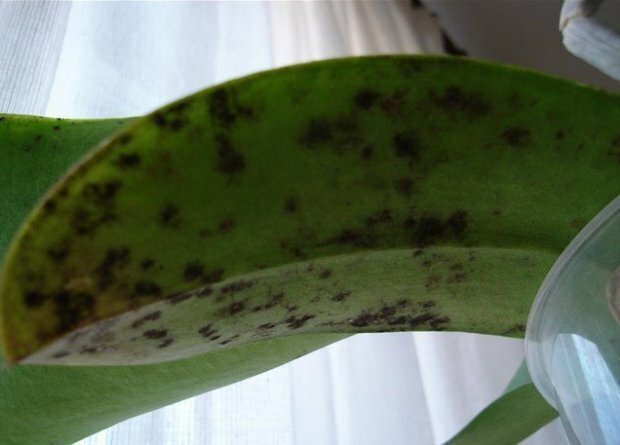 Sooty seen orhidee ( https://agronomu.com/)