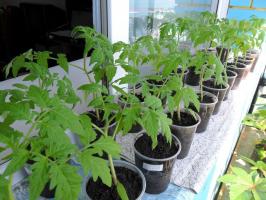 Miks mitte külvata tomati seemikud liiga vara