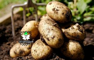 Nagu kartos kartulid istutatakse - ainulaadne kogemus abonendi