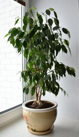 Ficus benjamina - minu uhkus (foto isiklik arhiiv)