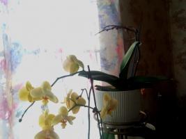 Suktsinaathape ei aita orhideed. Peamised müüt Internet
