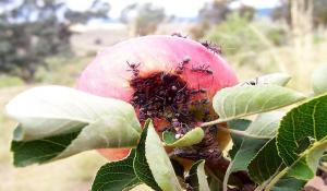 Kuidas vabaneda aed sipelgad õunapuud ja põõsad.