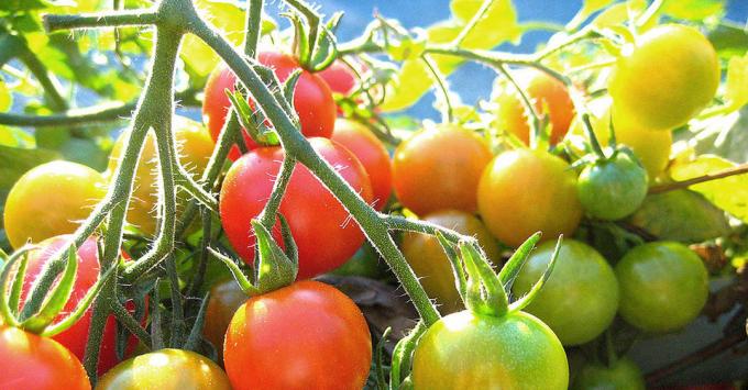 Küpsemine tomatid: Foto internetist