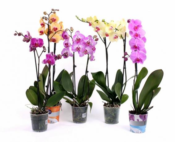 Phalaenopsis pärast ostu - ilus vaatepilt. Kuigi ...