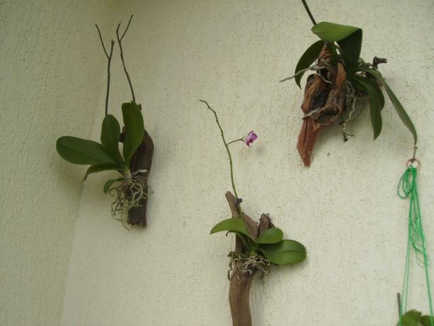 Orhideed plokk - meetod kasvav Phalaenopsis, nii lähedal kui võimalik looduslike tingimuste. Jah, tundub kummaline, kuid see, kuidas siseruumides lill kasvab troopikas!