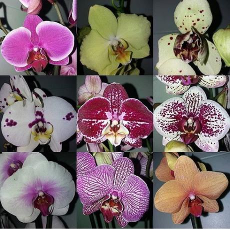 Erinevaid Phalaenopsis