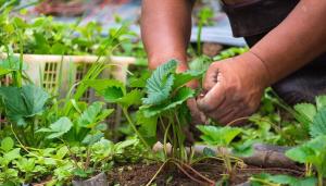 Töötlemise ja viljastanud maasikad augustis: põõsad ja põllukultuuride tervis on meie kätes