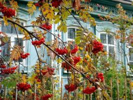 Oh, ema Venemaa: 6 taimi aias riigi värvid
