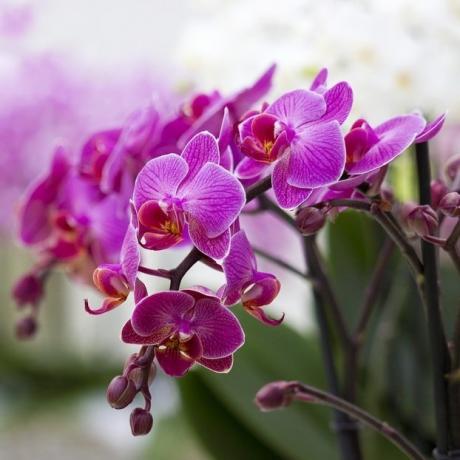 õitsvad Phalaenopsis