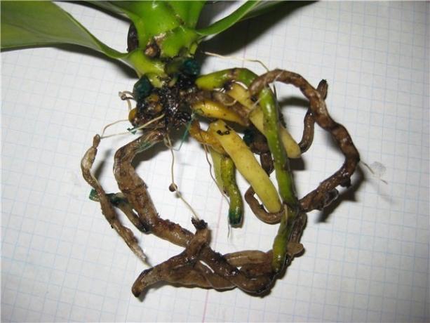 Rotten juured Phalaenopsis