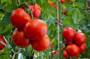 Neli vigu kasvatatud tomateid, mille tulemusena väike saagikus