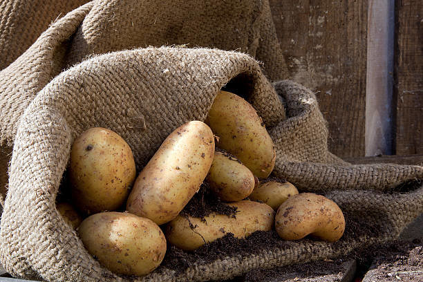 Koondamine täiesti aitab kartulid salvestatud kadudeta