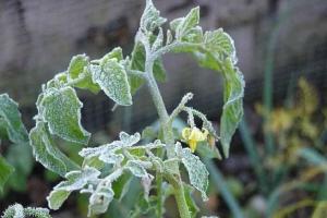 Milliseid meetodeid saab kaitsta tomati seemikud külmumise eest.