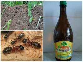 Kolm kõige tõhusamaid viise, et võidelda sipelgad
