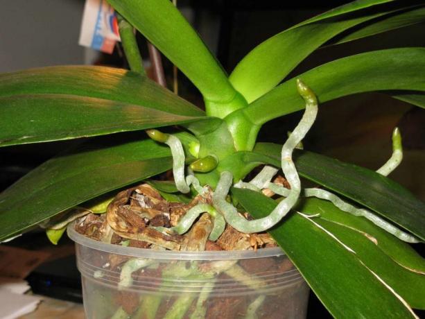 Air juured kasvavad orhideed elu Phalaenopsis