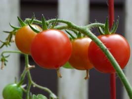Miks kogenud kasvatajad toidetud tomatid joodi?
