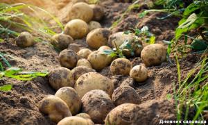 Suurendab säilivusaeg kartuleid mitu korda