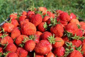 Kuidas õigesti hoolitseda maasikad ajal vilja