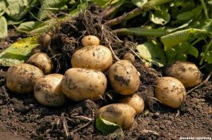 Me saame esimese kartulid juuni alguses
