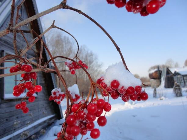 Winter Heisi (yandex.ru)