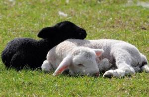 Liha ja villa: kuidas aretada lambad oma talu