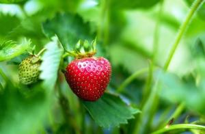 Istutus- taasviljaline maasikas sort "oktoober Miracle"