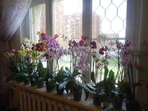 Chorus õitsemist Phalaenopsis