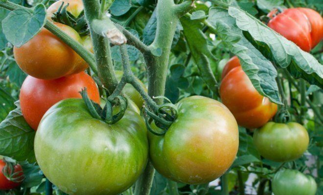 valmimise tomatid