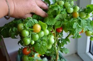 Tomatid aastaringselt 5 parima sortide akna