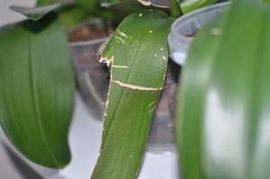 Miks pragu orhidee lehed ja kuidas aidata taim