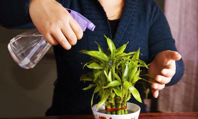 Pihustamine houseplants vesinikperoksiidi lahus